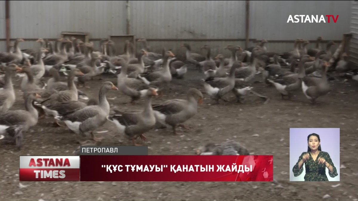 Солтүстік Қазақстанда өлген құстардың саны 700 мыңға жетті