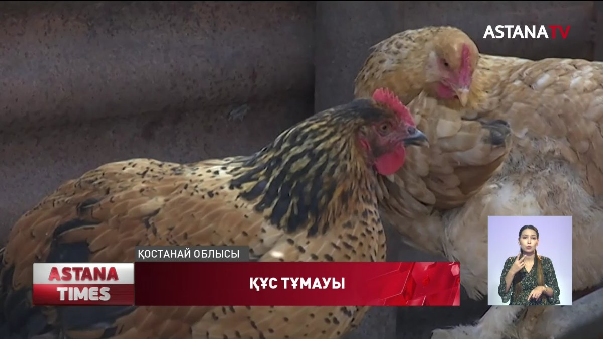 Құс тұмауының салдарынан жұмыссыздар көбеюі мүмкін