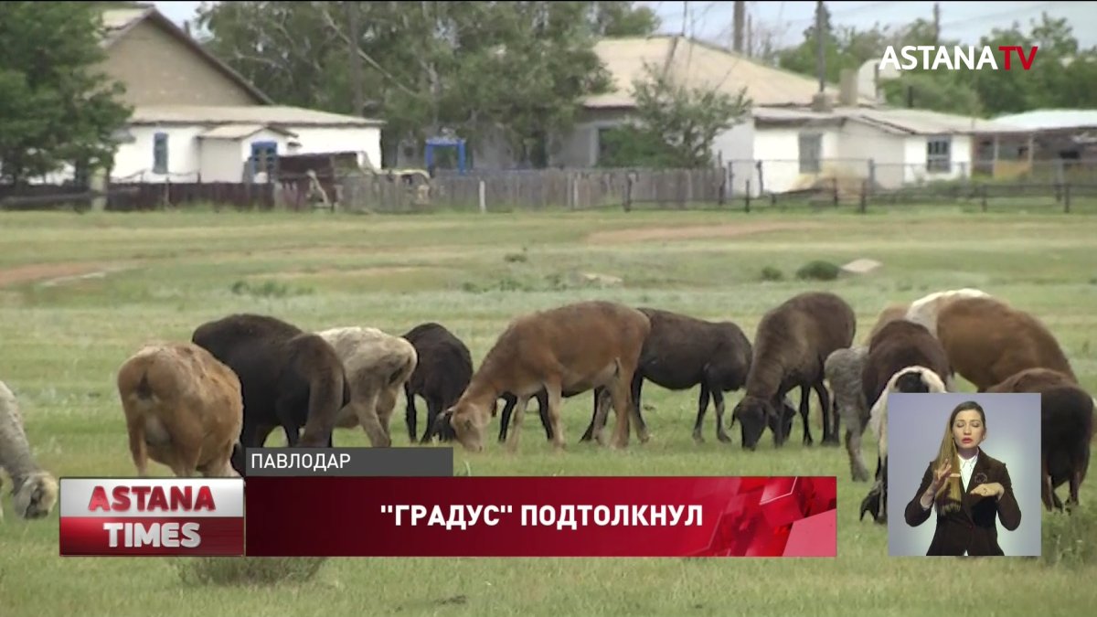 Мужчина спьяну угнал чужих овец в Павлодарской области