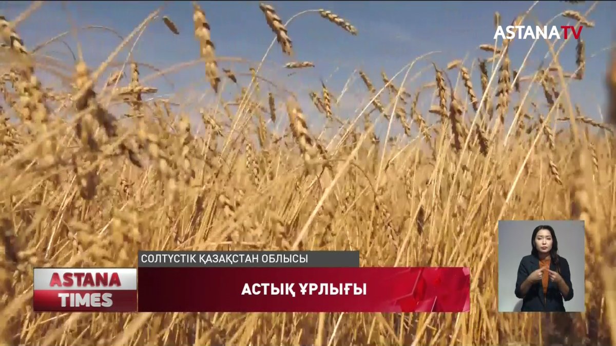 Солтүстік Қазақстан облысында астық ұрлайтындар көбейген