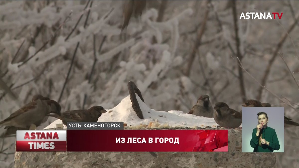 Редкий дятел поселился в Усть-Каменогорске