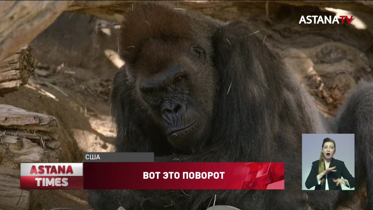 Гориллы заразились коронавирусом в зоопарке