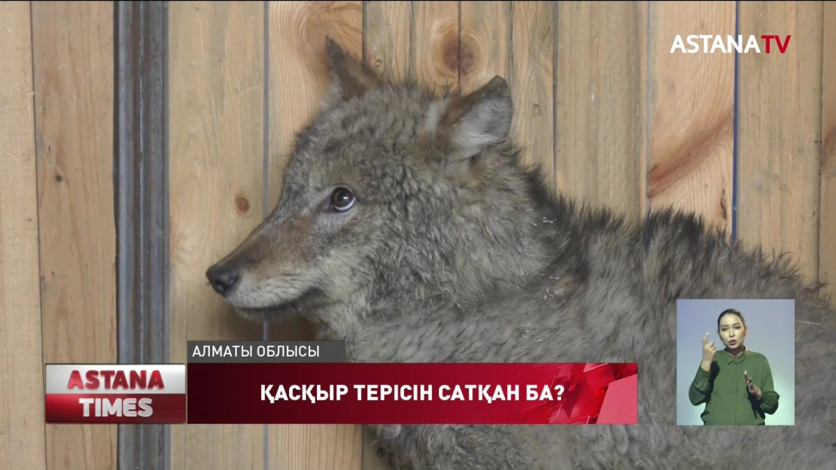 Жеке үйді қасқыр шаруашылығына айналдырған кім?