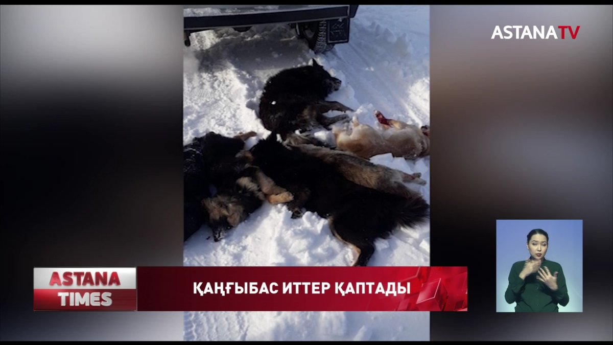 Тобыл өңірінде қаңғыбас иттер малды талап жатыр