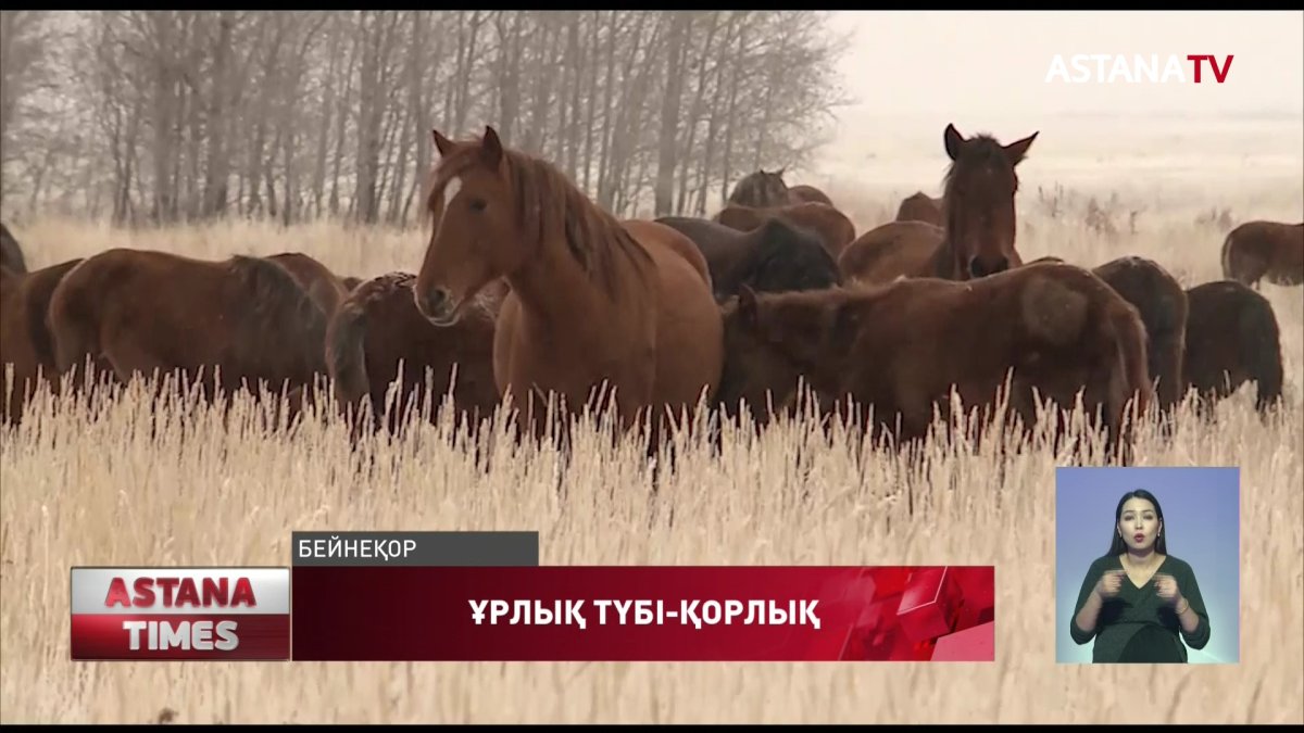 Қылмыстық топ 46 жастағы әйелдің нұсқауымен мал ұрлаған
