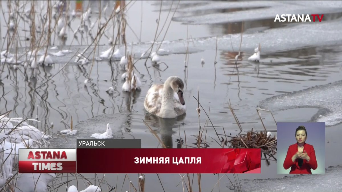 Перелётные птицы не улетели из Уральска