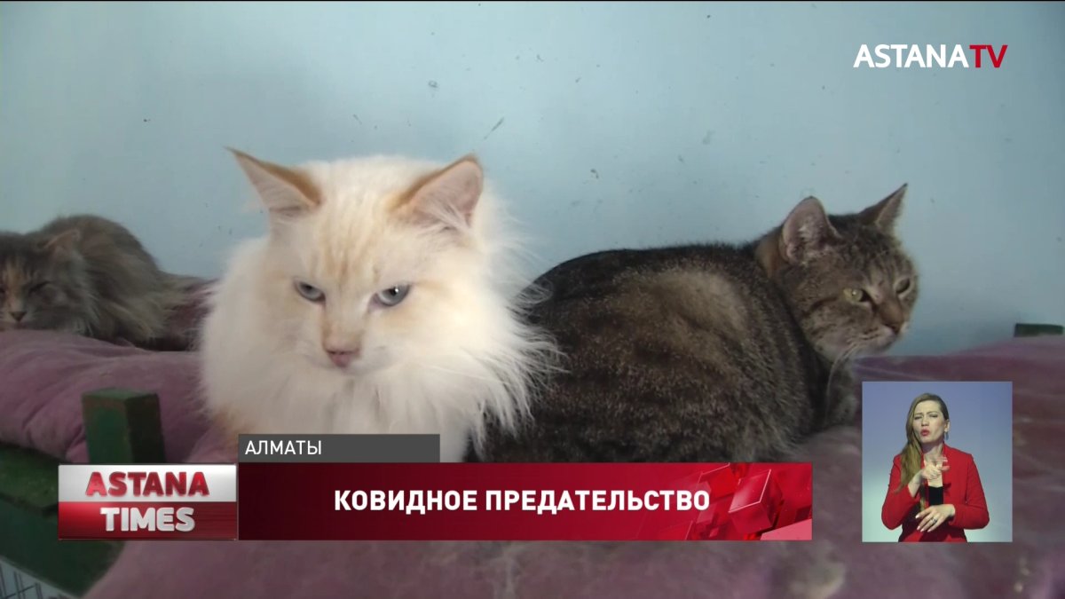 Казахстанцы массово отказываются от домашних животных из-за страха заразиться коронавирусом