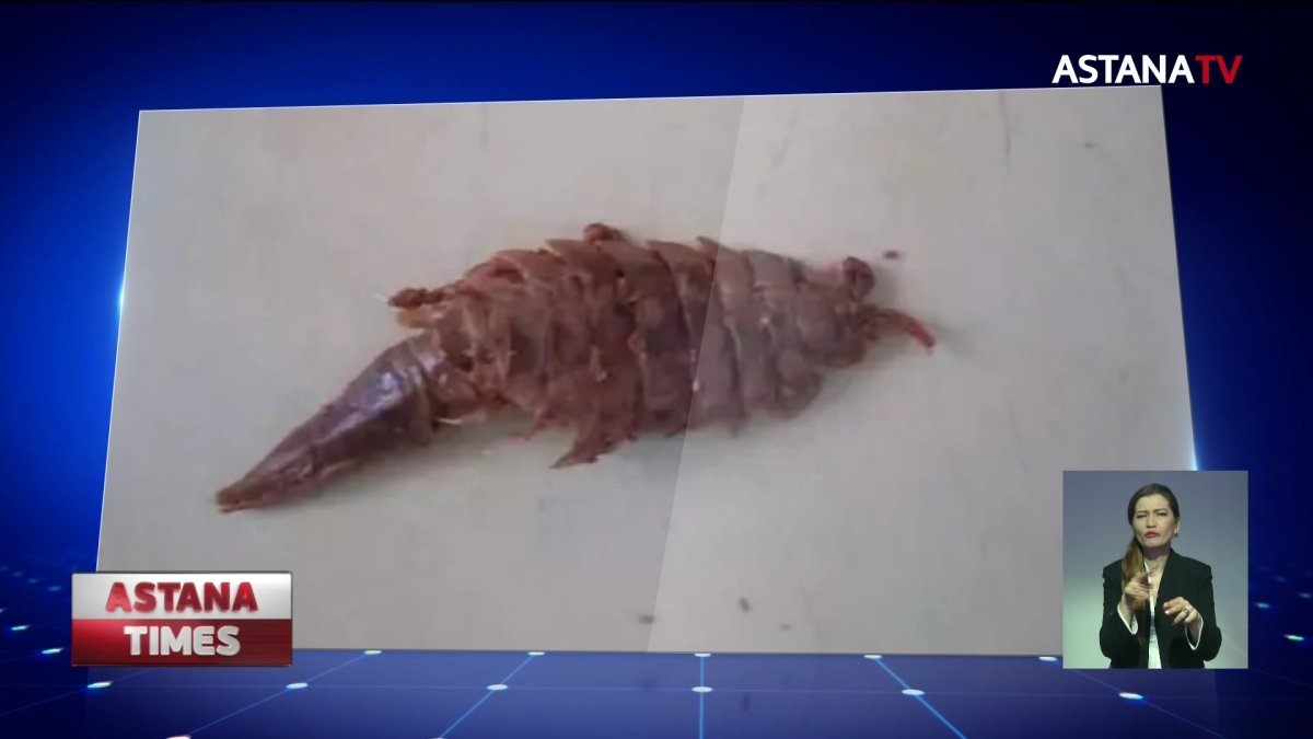 Загадочное существо нашли в банке с килькой в селе Калачи Акмолинской области