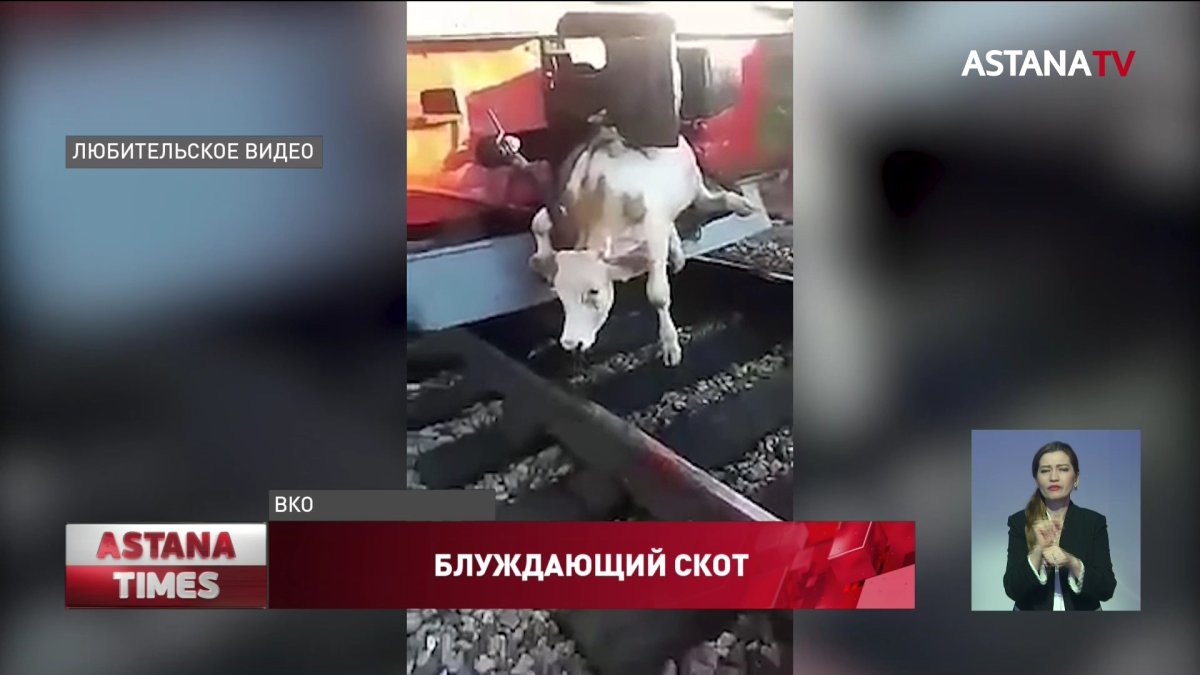 Больше полусотни коров и лошадей погибли под колесами поездов в Восточном Казахстане