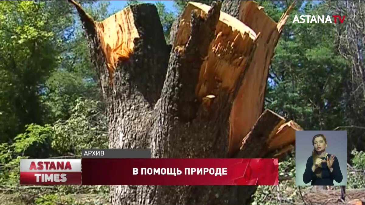Три миллиона тенге штрафа за дерево, - об ужесточении закона рассказала в Минэкологии