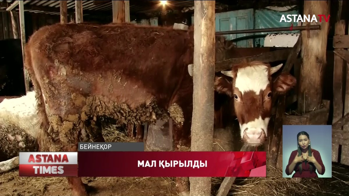 СҚО Мортық ауылында мал жаппай қырылып жатыр
