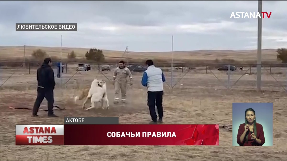 Собачьи тренировки попали под запрет: заводчики возмущены законопроектом о защите животных
