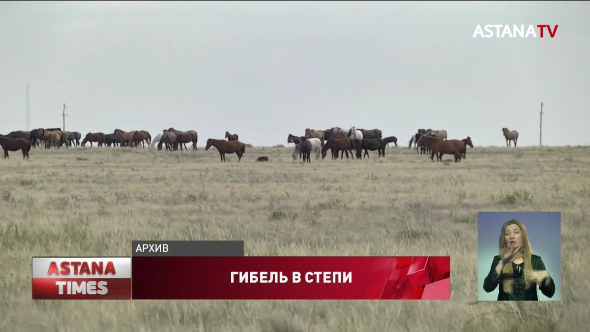 Трупы пропавших братьев нашли в Павлодарской области