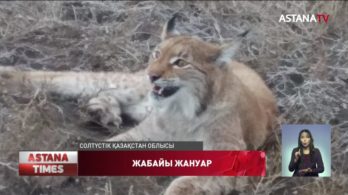 СҚО тұрғындары жабайы сілеусінді кездестірген