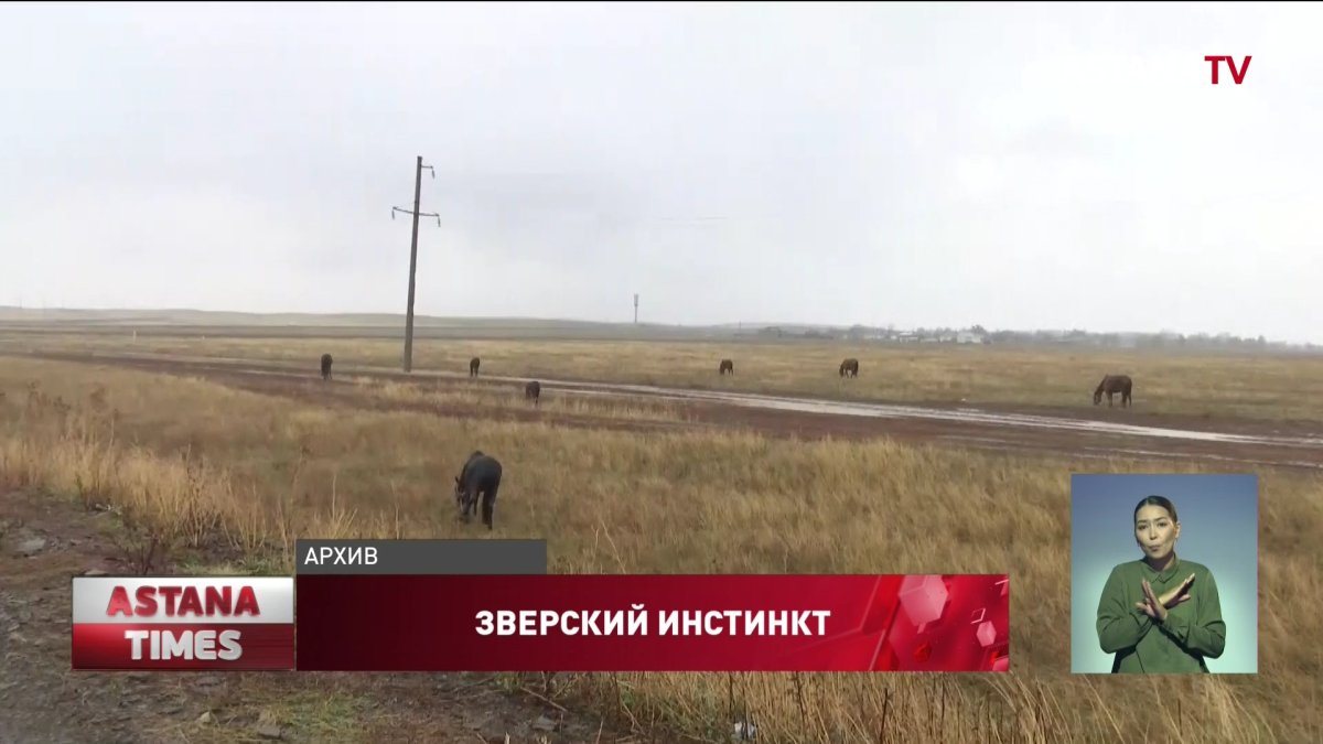 Карагандинский фермер расстрелял лошадей своего соседа