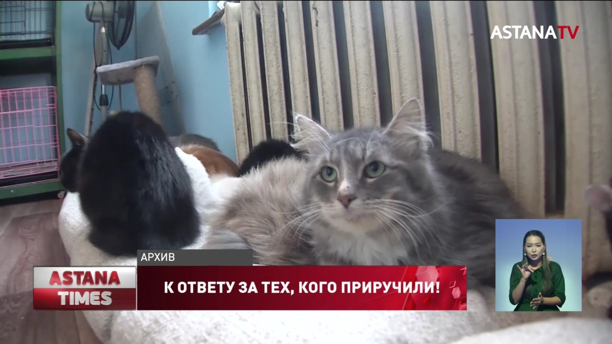 Соседи будут следить за тем, чтобы казахстанцы не ели собак и кошек по новому закону