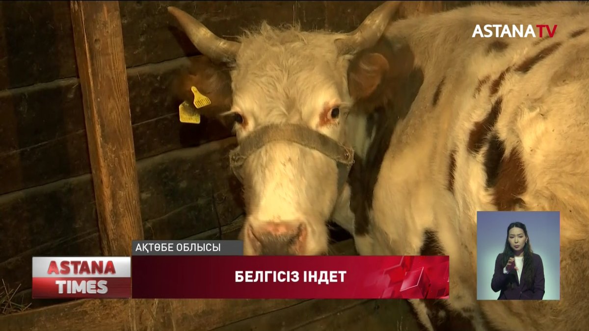 Ақтөбенің Бестамақ ауылында ірі қара жаппай ауырып жатыр