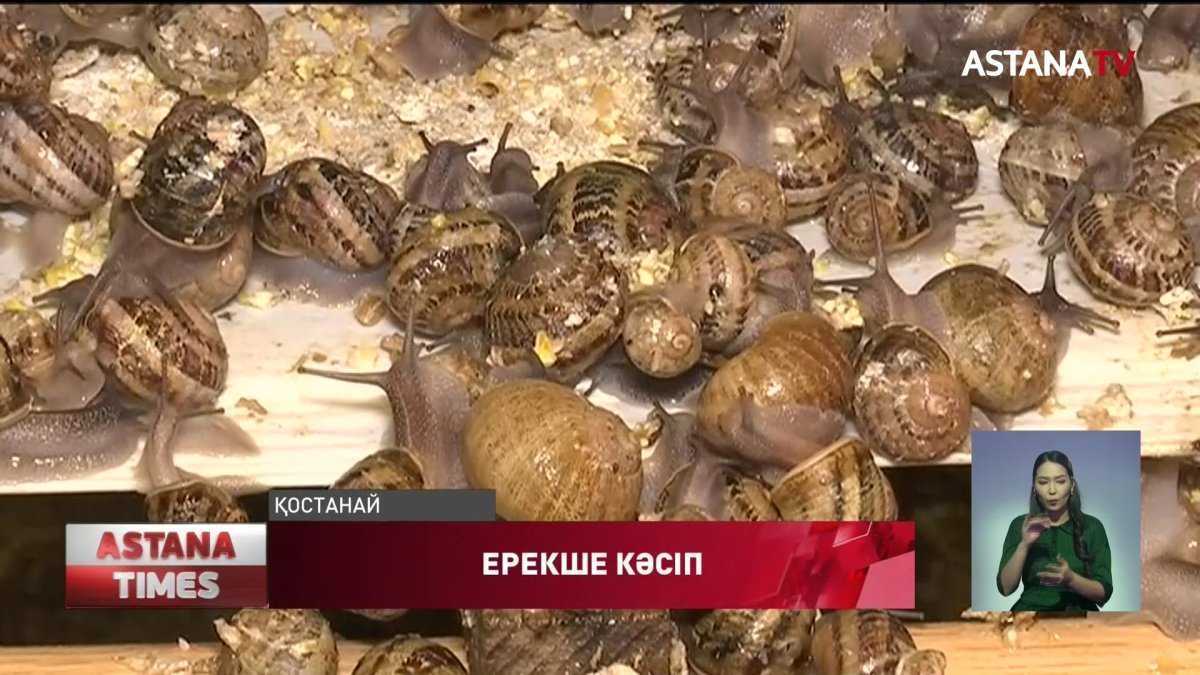 Қостанайлық кәсіпкерлер ұлу өсіріп жатыр