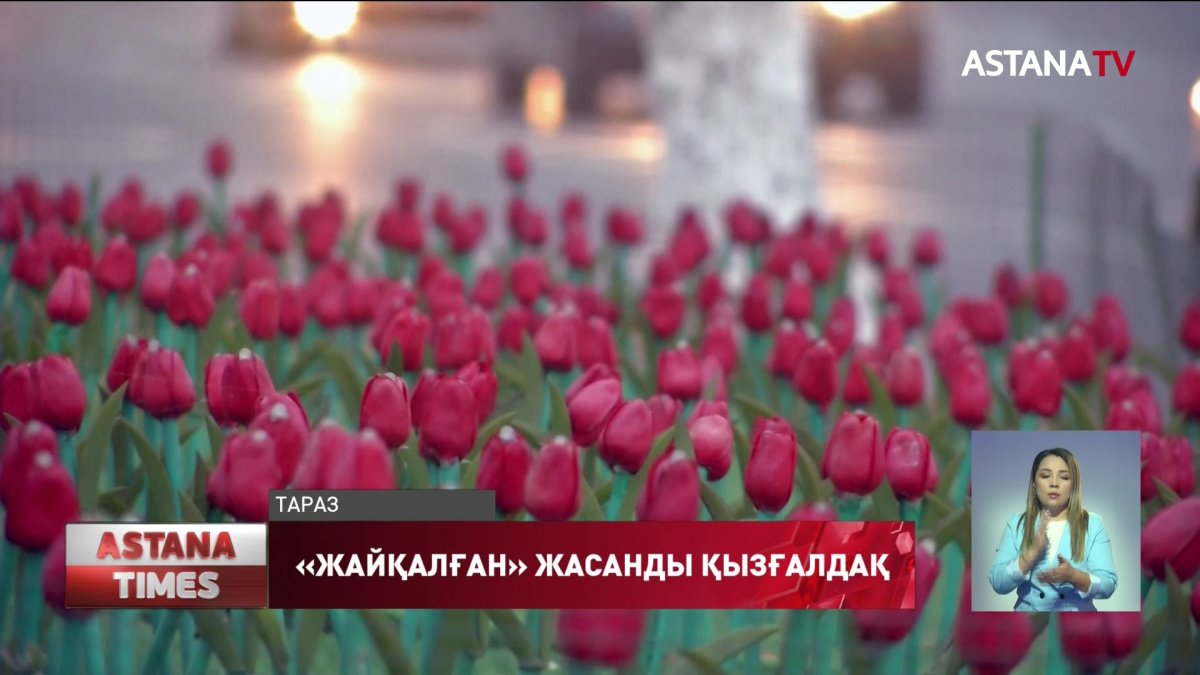 Жасанды қызғалдақты жайқалтып қойған Тараз әкімі сынға қалды