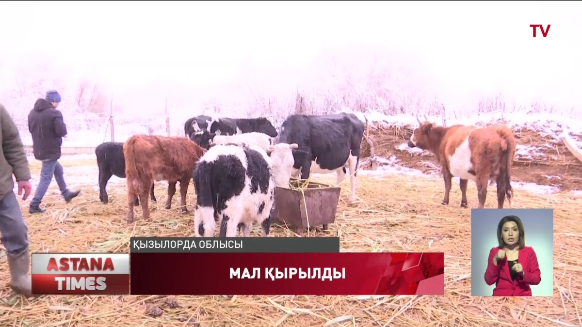 Қызылордада мал қырылып жатыр