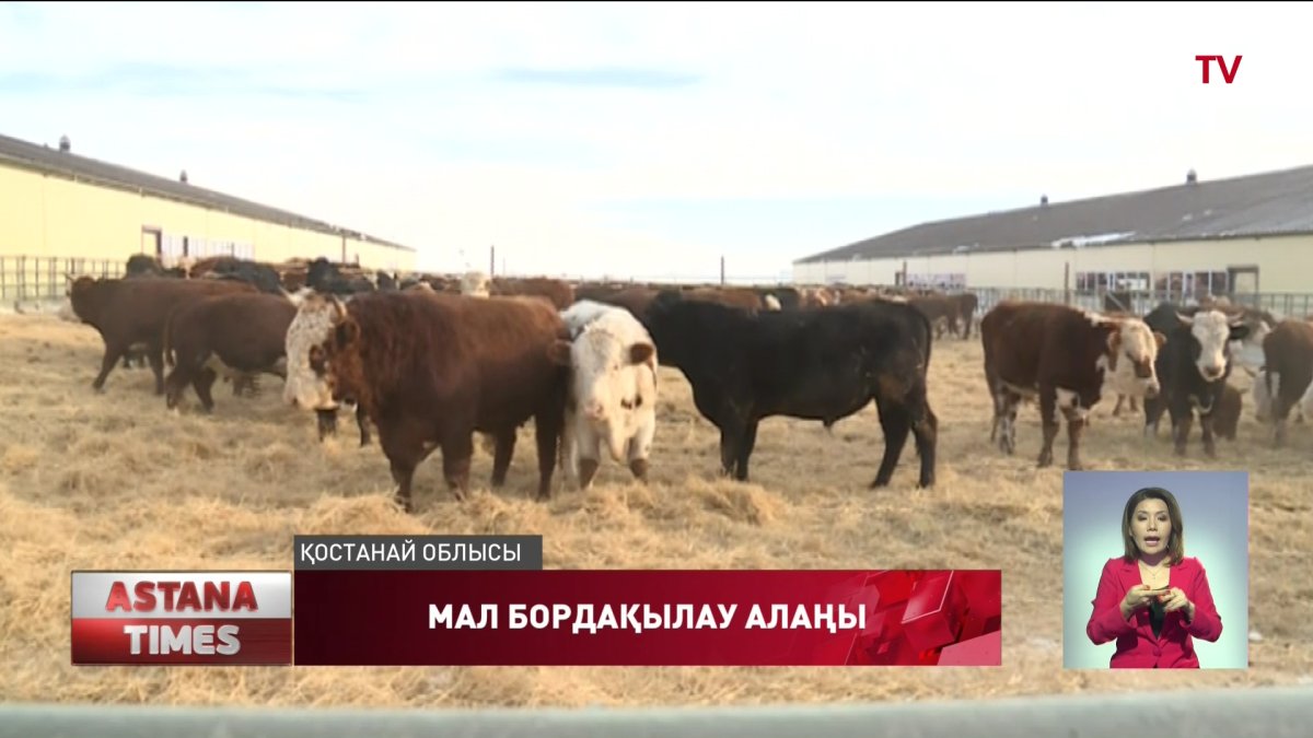 Арқалықта ірі мал бордақылау алаңы ашылды