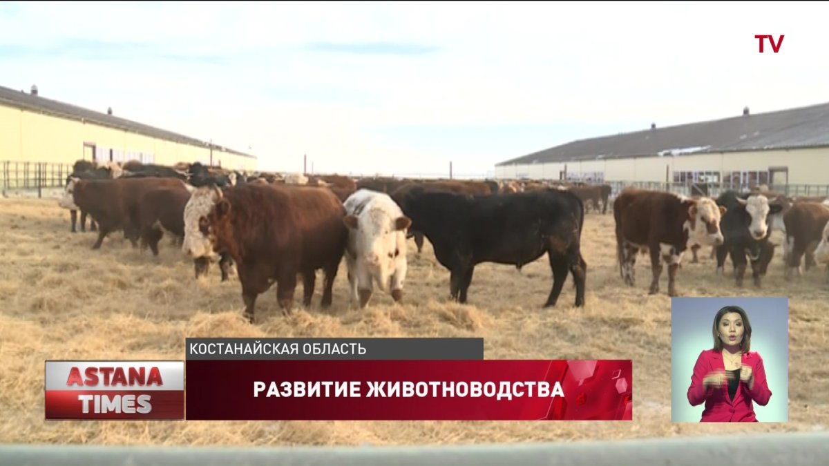 Животноводческий комплекс на 5 тысяч голов КРС открыли в Костанайской области