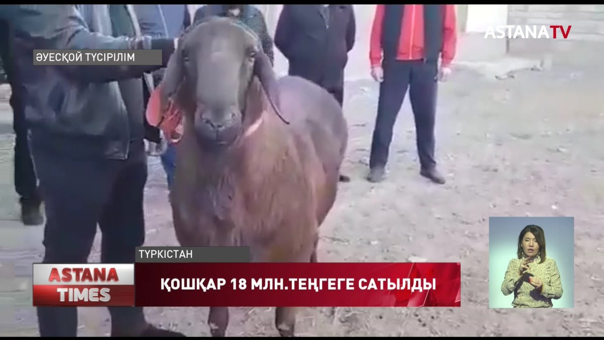 Түркістанда қошқар 18 млн.теңгеге сатылды