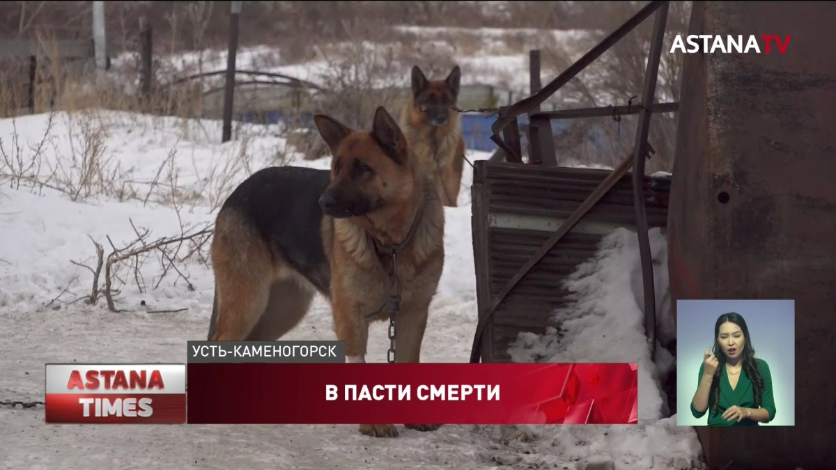 Родители растерзанной девочки считают, что на ребенка напал волк или алабай  - Телеканал «Астана»