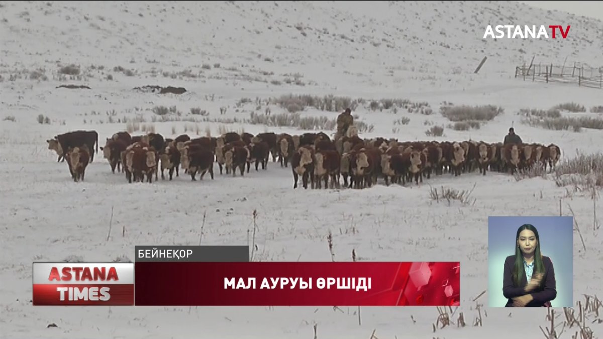 Қарағанды облысында белгісіз мал ауруы өршіді