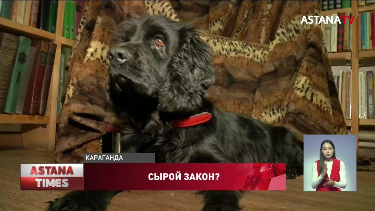 Зоозащитники просят Президента наложить вето на закон о защите животных