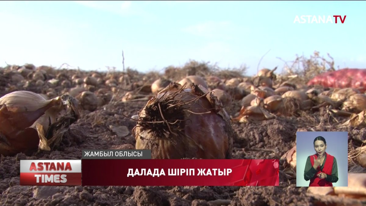 Далада шіріп кеткен пияз ауыл тұрғындарының тынысын тарылтып отыр