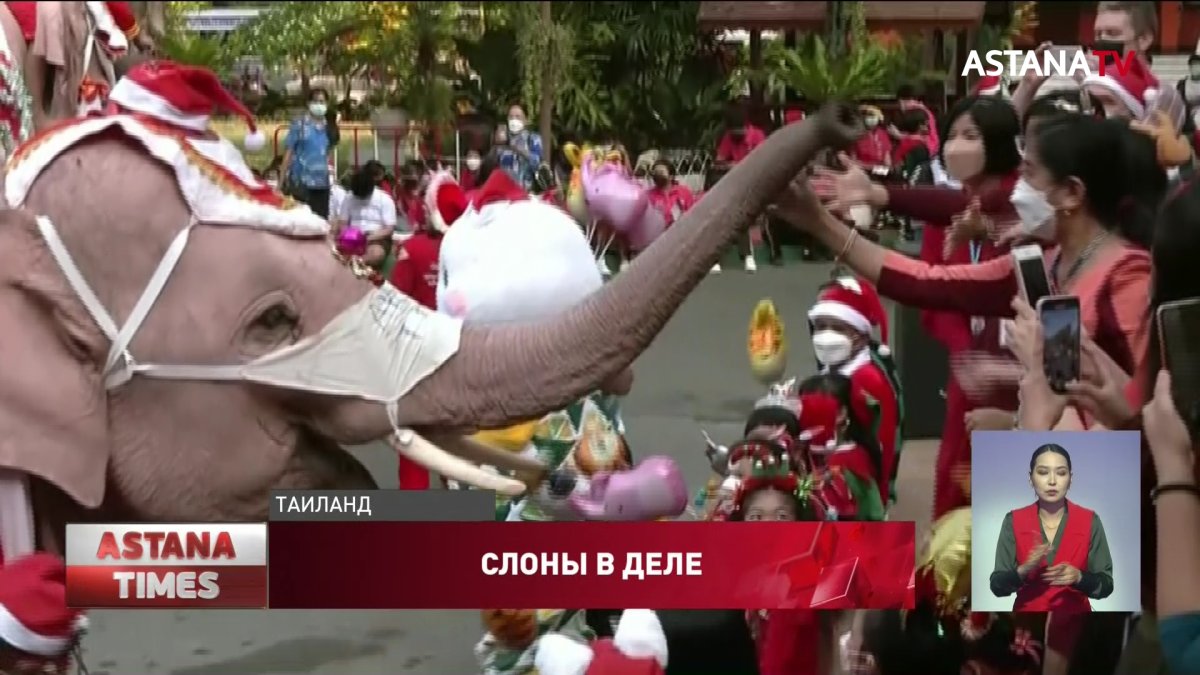 Слоны раздали маски и антисептики таиландским школьникам