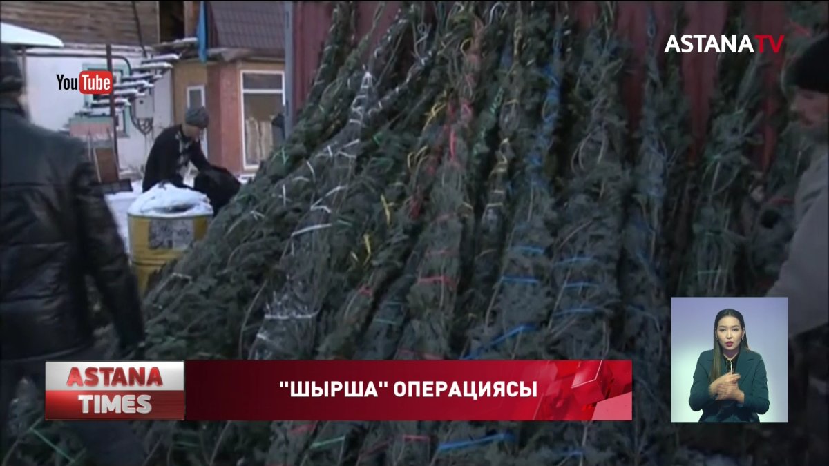 Жаңа жыл қарсаңында шыршаны заңсыз кескендер ұсталды