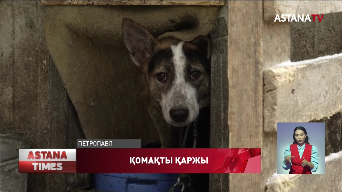 СҚО ит-мысықты аулауға бюджеттен 61 миллион теңге бөлінген