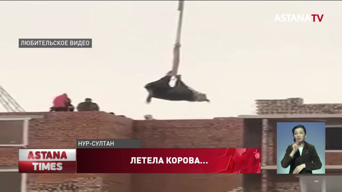 «Летящую» корову астанчанин хотел принести в жертву