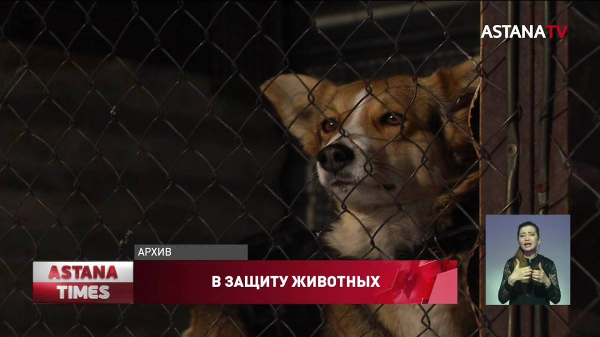 До 5 лет лишения свободы грозит казахстанцам за жестокое обращение с животными