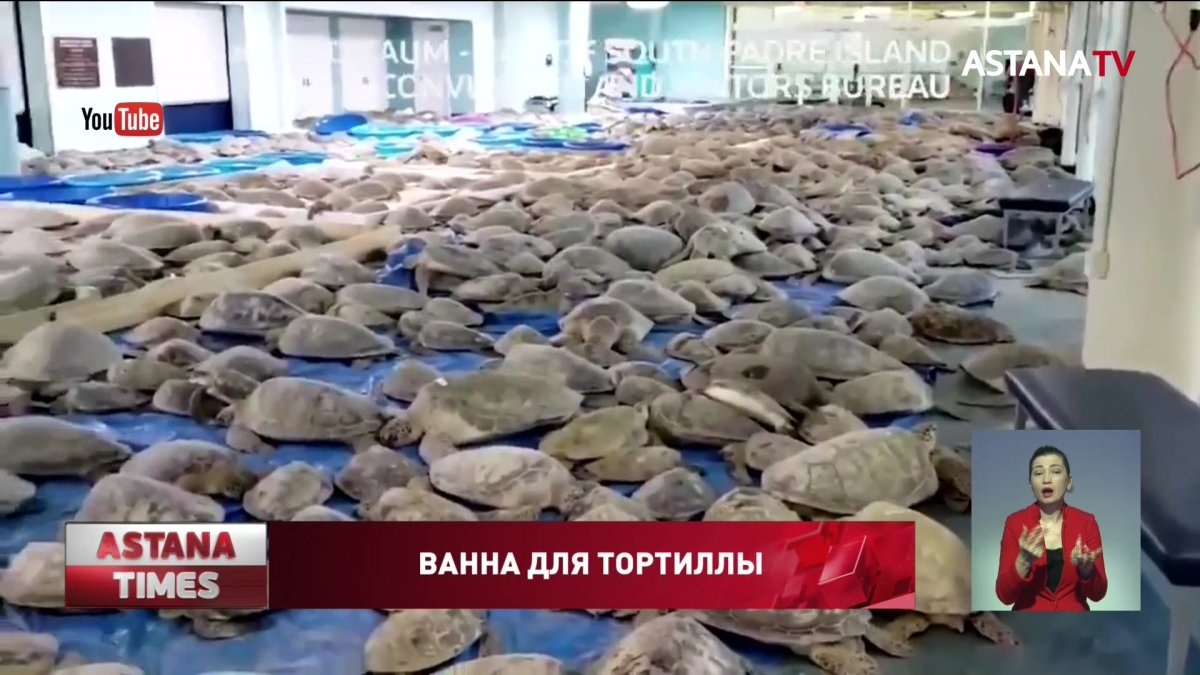 Техасские волонтеры спасли более 5 тысяч морских черепах