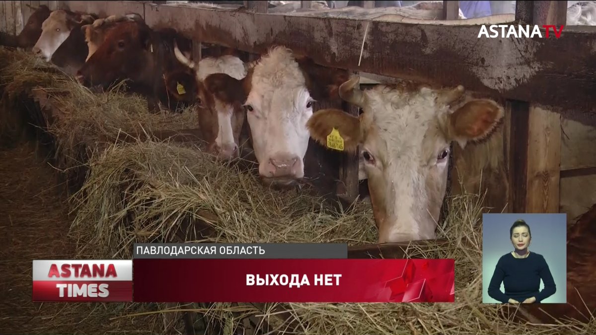 Сельчане готовятся массово вырезать скот в Павлодарской области