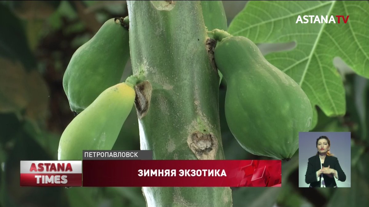 Урожай папайи и мандаринов собирают зимой в Петропавловске