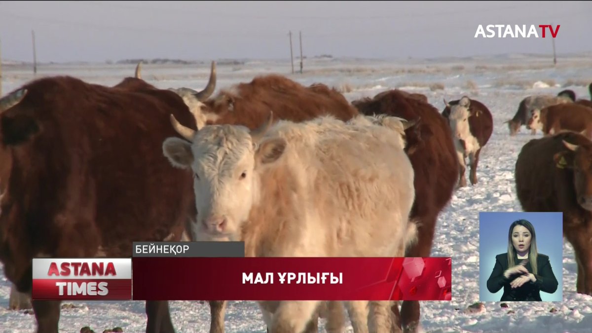 2020 жылы 3 мыңға жуық мал ұрлығы тіркелді