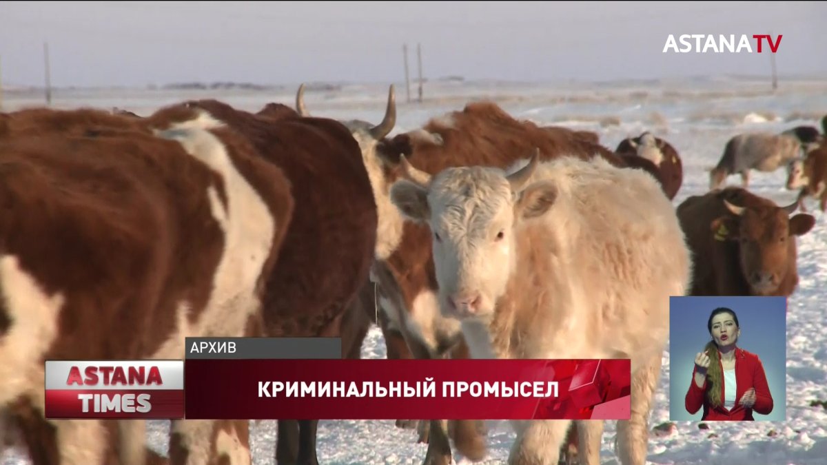 14 тысяч голов скота украли в Казахстане