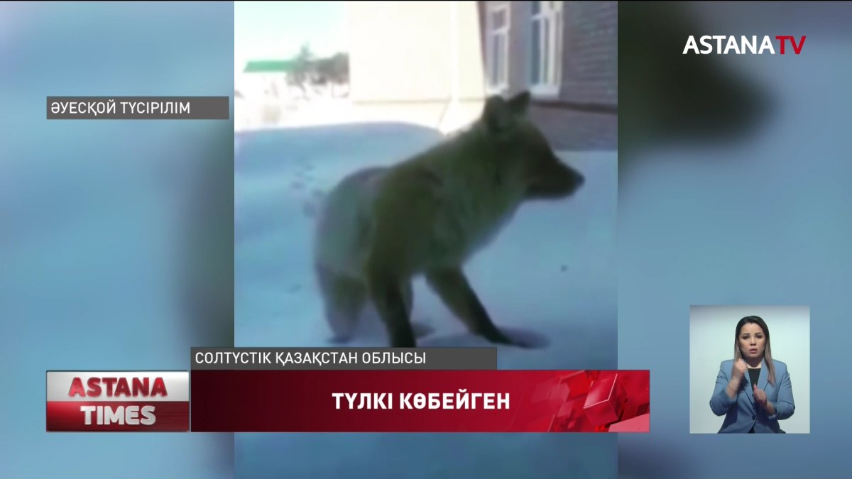 СҚО мектепті торуылдап жүрген түлкі таспаға түсіп қалған