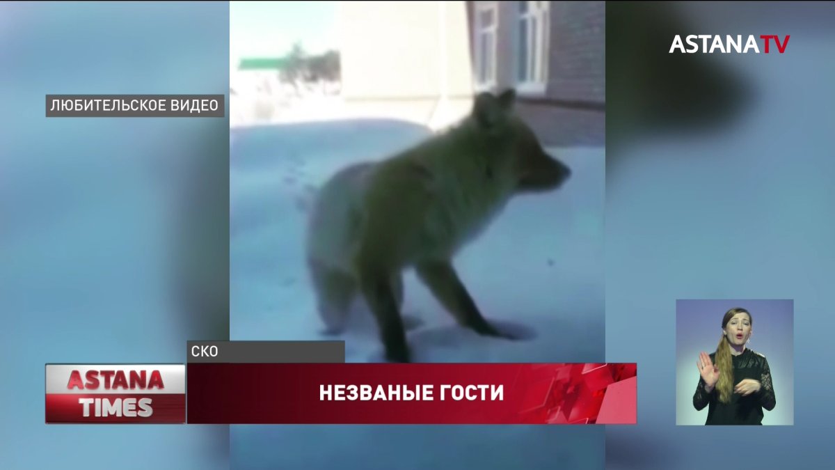 Нашествие лис: дикие звери массово уничтожают кур и кроликов в Северном Казахстане