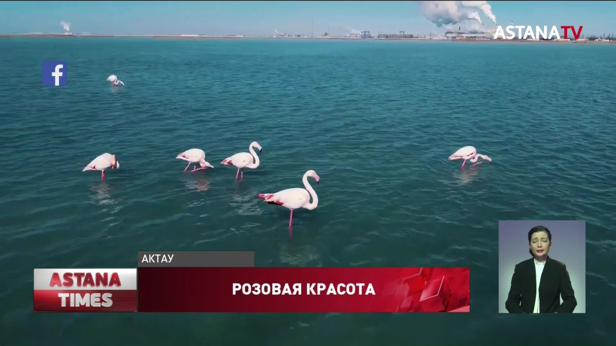 Уникальные кадры фламинго на замёрзшем озере сняли в Актау