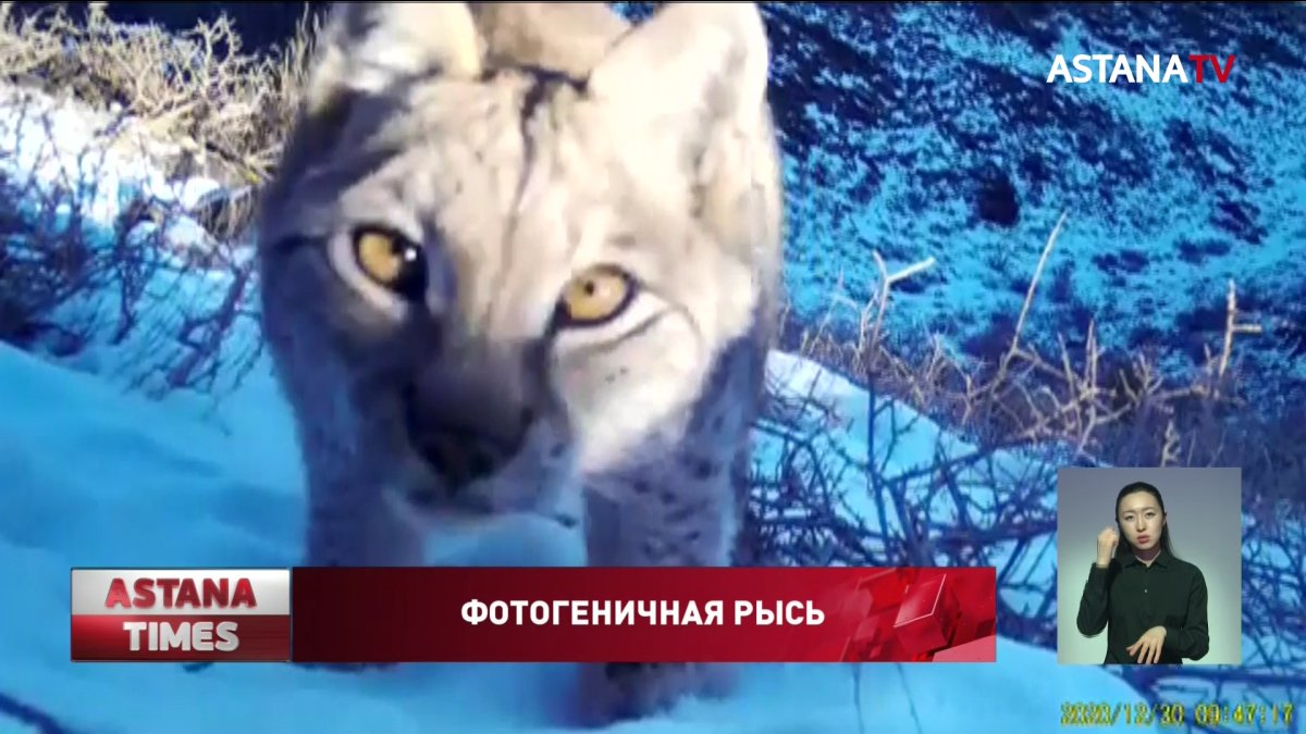Редкая рысь "попала" в фотоловушку в Чарынском нацпарке