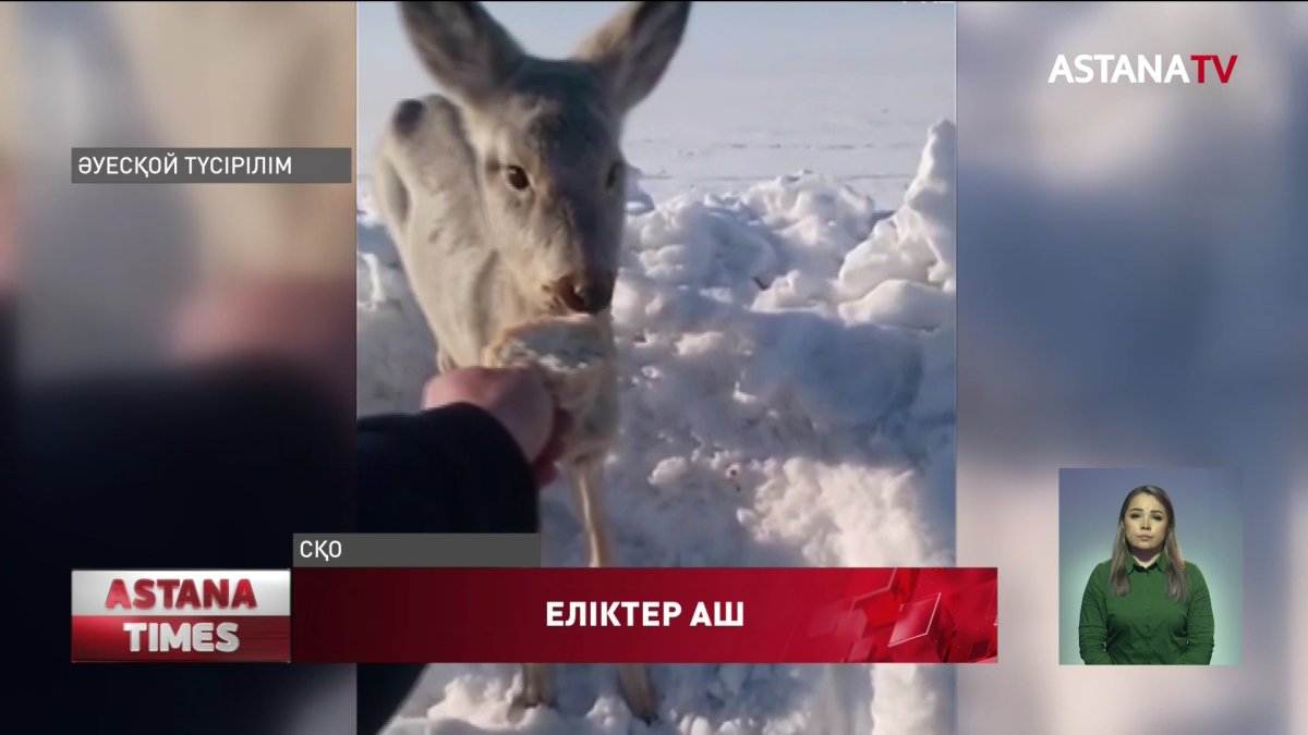 Солтүстік Қазақстан облысында аш еліктердің жолға шығып кетуі жиілеген