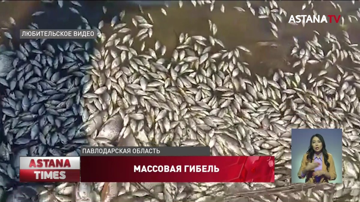 Массовый мор рыбы произошел в Павлодарской области