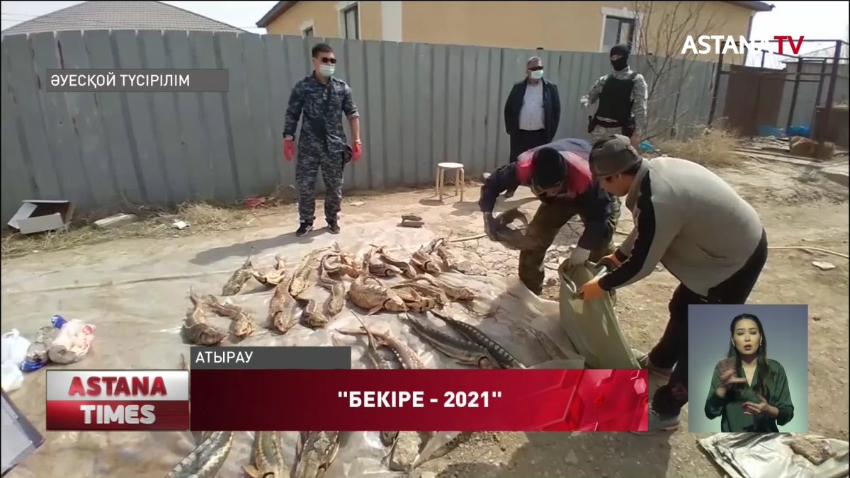 Атырау тұрғыны 1 тонна балықты үйінде не үшін сақтады?