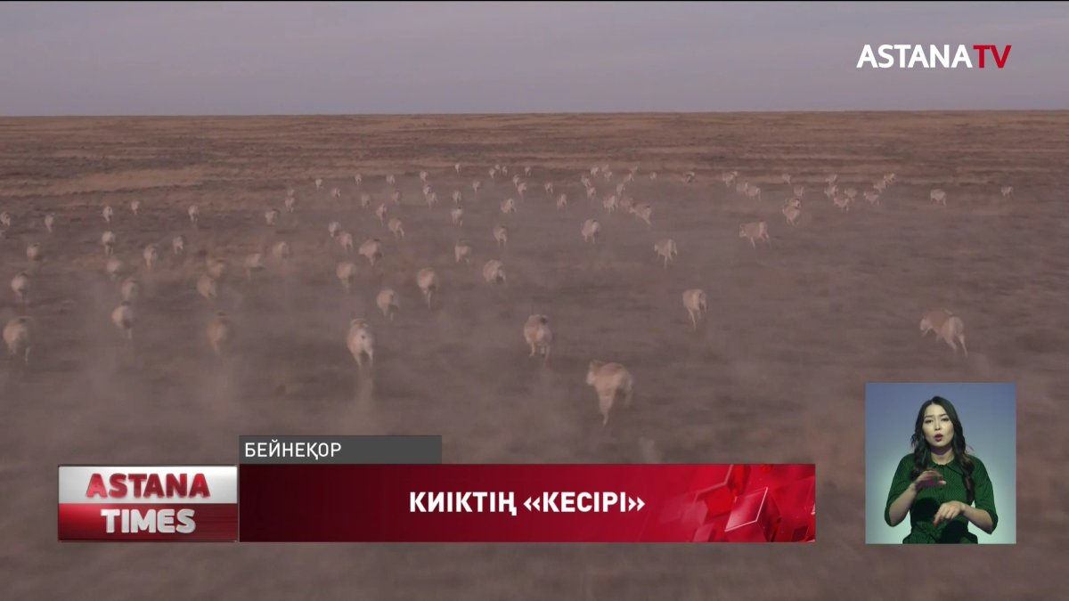 Батысқазақстандық шаруаларға киіктер маза берер емес