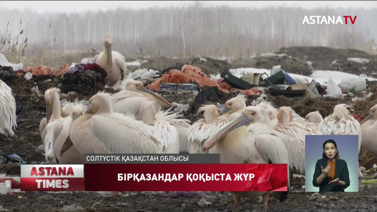 СҚО құзырлылары қоқысты күзетіп жүр